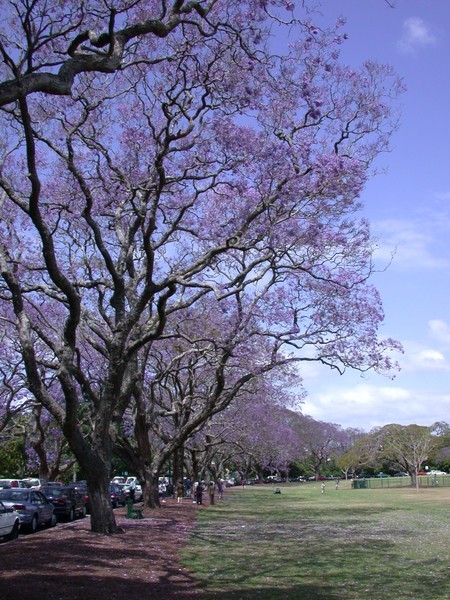 Jacaranda Tree